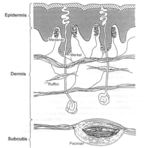 Sezione verticale della pelle della mano, con la locazione dei quattro tipi dimeccanorecettori.